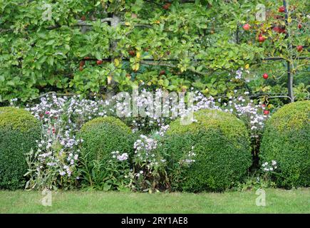 Skulpturenbüsche, umgeben von Aster grandiflorus (Christmas Daisies). Stockfoto