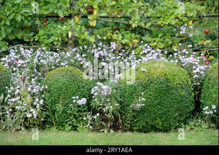 Skulpturenbüsche, umgeben von Aster grandiflorus (Christmas Daisies). Stockfoto