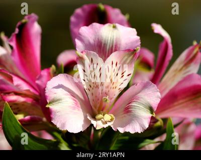 Makro der roten und gelben Peruanische Lilie Blume (Alstroemeria Aurantiaca) Stockfoto