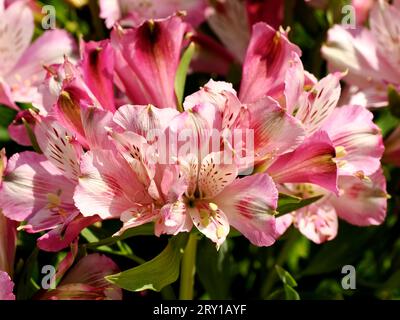 Makro der roten und gelben Peruanische Lilie Blume (Alstroemeria Aurantiaca) Stockfoto