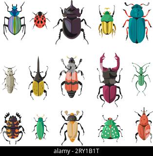 Käfer und Käfer der Natur, Vektor der Artenvielfalt Stock Vektor