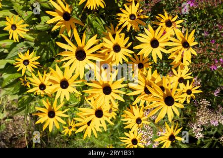 Rudbeckia-Pflanzen, die Asteraceae-Blüten, die gebräuchlichen Namen von Koneflowers und schwarze susans. Positives und glückliches Gefühl im Frühling Stockfoto