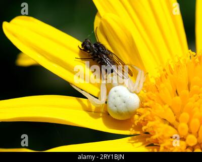 Eine weiße Krabbenspinne fängt eine Fliege auf gelbem Gänseblümchen Stockfoto