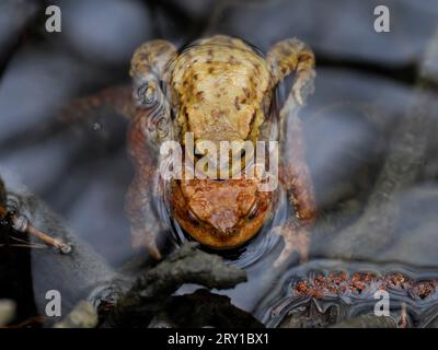 Ein Paar europäische Kröten (Bufo bufo) im Wasser eines Teiches Stockfoto