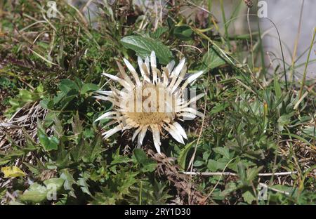 Wallberg, Bayern, Deutschland 27. September 2023: Hier der Blick auf eine Silberdistel, Carlina acaulis, Eberwurz *** Wallberg, Bayern, Deutschland 27. September 2023 hier ist der Blick auf eine Silberdistel, Carlina acaulis, Eberwurzel. Stockfoto