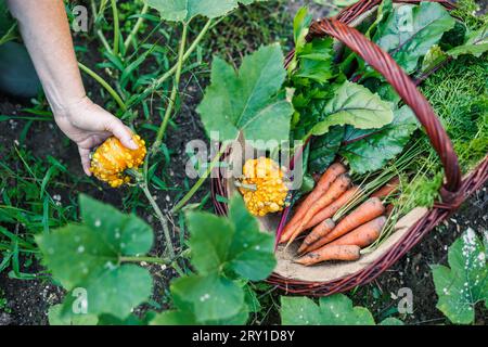 Gemüsepflücke aus Bio-Garten. Dekorativer Kürbis und frisch geerntete Karotten im Korb Stockfoto