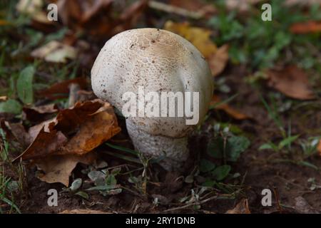 Ein weißer Wildpilz unter dem Waldboden. Stockfoto