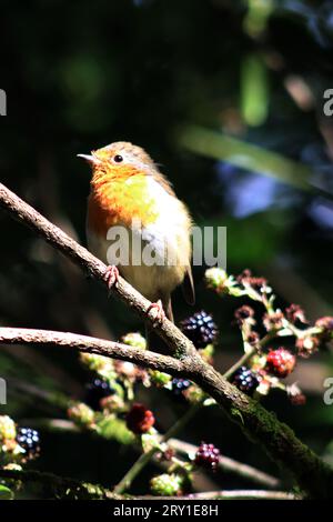 Close up Portrait eines kleinen Robin Vogel (Erithacus Rubecula) Stockfoto