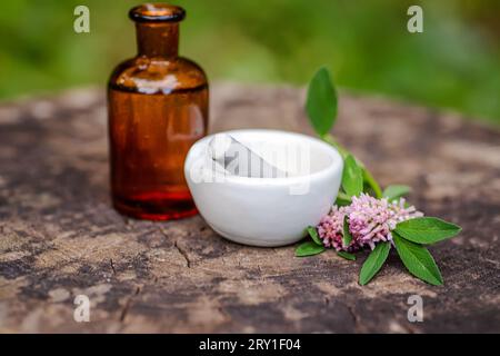 Bio-Aroma ätherisches Öl von Trifolium Medium, Zickzack Klee neben Apotheke Utensilien Flasche für Medikamente, Pantglas. Labormörtel Porzellan W Stockfoto