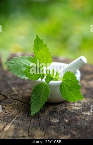 Lamium-Album, weiße Brennnessel oder weiße Totnessel in Labormörtel-Porzellan mit Stößel zur Herstellung von Tinktur von Heilkräutern. Alternative Stockfoto