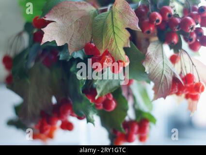 Pfauenrosenfrüchte mit Blättern auf Ästen im Herbst Stockfoto