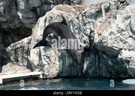 Delfin taucht vor einer Klippe BANGKOK, THAILAND WUNDERSCHÖNE Bilder eines Großen Tümmlers vermitteln die Illusion, wie die majestätische Kreatur von einer Klippe springt Stockfoto