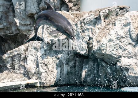 Delfinfreie Tauchgänge ins Wasser BANGKOK, THAILAND WUNDERSCHÖNE Bilder eines Großen Tümmlers vermitteln die Illusion, wie die majestätische Kreatur von einem c abspringt Stockfoto