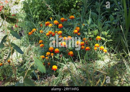 Gelb-rote Blüten blühen auf einer waldreichen grünen Lichtung Stockfoto