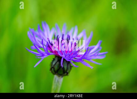 Eine Blüte von Bergknapplein vor grünem Hintergrund. Nahaufnahme der blühenden Pflanze. Centaurea montana. Stockfoto