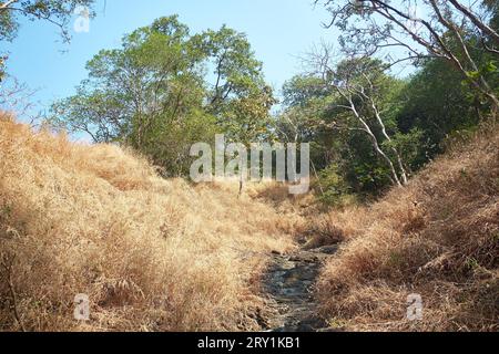 Eine Wanderung in das Vogelschutzgebiet Karnala Stockfoto