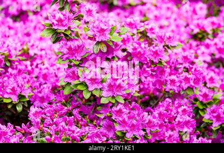 Rosafarbene Alpenrosenblüten. Blühende Pflanze in Nahaufnahme. Rhododendron. Stockfoto