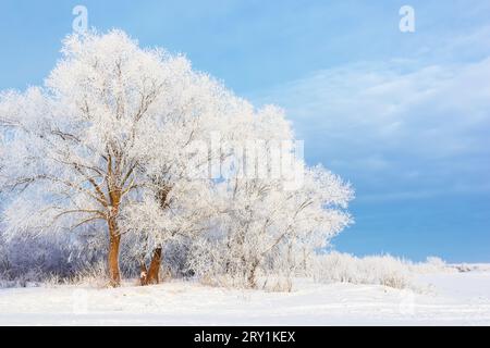 Winter schöne Landschaft mit Bäumen bedeckt mit Raureif. Frostige Winterlandschaft im verschneiten Wald. Stockfoto