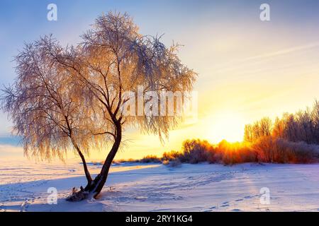 Wunderschöne Winterlandschaft mit Wald, Bäumen bedeckt Schnee und Sonnenaufgang. Purpurrote Winterlandschaft mit Sonnenuntergang. Stockfoto