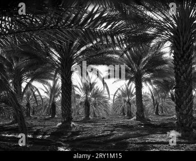 Dorothea lange: Dattelpalmen, Coachella Valley, Kalifornien, 1937 Foto von Dorothea lange bei einem Auftrag für die Farm Security Administration, Kalifornien, März 1937. Stockfoto