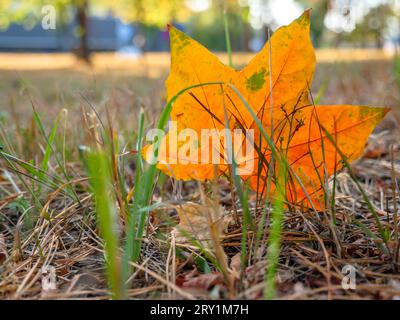 Wunderschönes, orange-grünes, sternähnliches Herbstahornblatt fiel vom Baum und steckte in trockenem Gras an der Rippe fest. Stockfoto