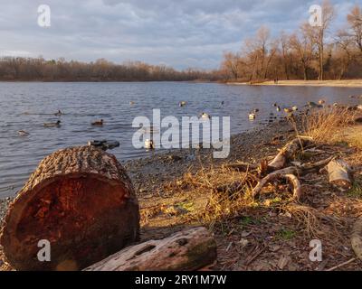 Gehackter Baumstamm am Ufer des Flusses Dnipro mit Dutzenden von Enten, die an einem magischen Herbsttag mit goldenen und dunkelblauen Farben in Kiew schwimmen Stockfoto