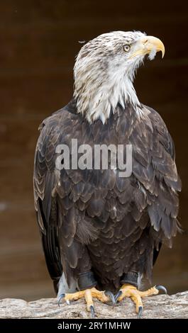 Nahaufnahme des Weißkopfadlers Haliaeetus leucocephalus im Cotswold Falconry Centre UK Stockfoto