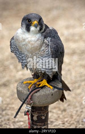 Gefangener Wanderfalke Falco Peregrinus sitzt auf Barch Cotswold Falconry Centre in Batsford Gloucestershire UK Stockfoto