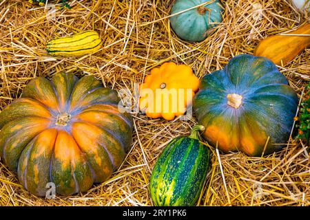 Anderer Kürbis Stockfoto