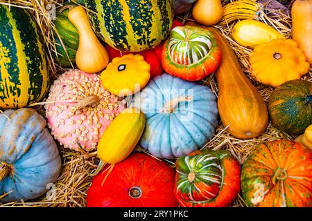 Anderer Kürbis Stockfoto