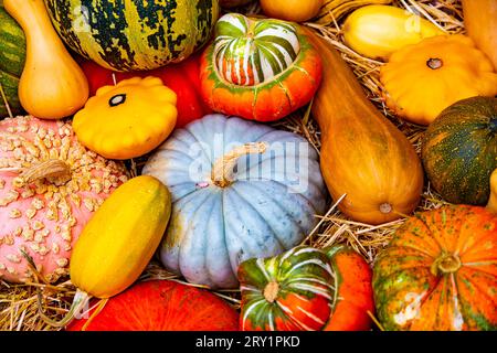 Anderer Kürbis Stockfoto