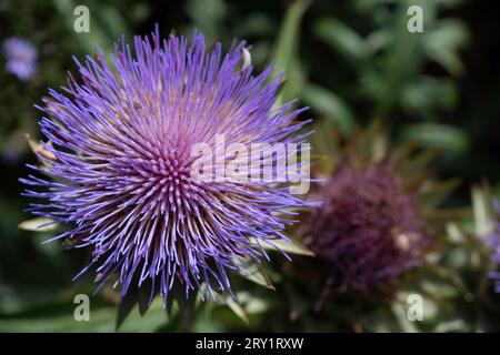 Wunderschöner Artischockenkopf mit violetter Blüte. Cynara cardunkulus Stockfoto