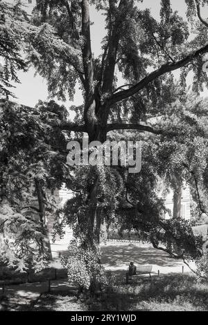Frankreich, Paris, 5. Arrondissement, Jardin des Plantes, junge Frau auf einer Bank im Schatten eines großen Baumes, Juni 2022. Stockfoto