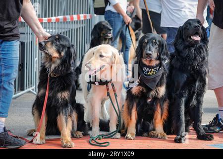 Service-, Hilfs- und Therapiehunde mit menschlichen Begleitern posieren bei den Invictus Games Düsseldorf Stockfoto