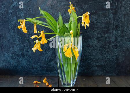 Blumenstrauß von verwelkten gelben Tulpen in einer Vase auf schwarzem Hintergrund. Leerzeichen kopieren Stockfoto