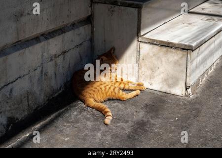 Streunende Katze, die im Schatten auf einer schmutzigen Straße liegt Stockfoto