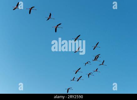 Zuggänse, die bei Sonnenaufgang fliegen. Stockfoto