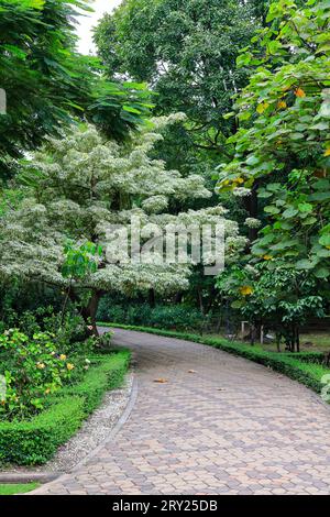 Gasse, Fußgängerweg entlang des Baumes im tropischen Garten. Stockfoto