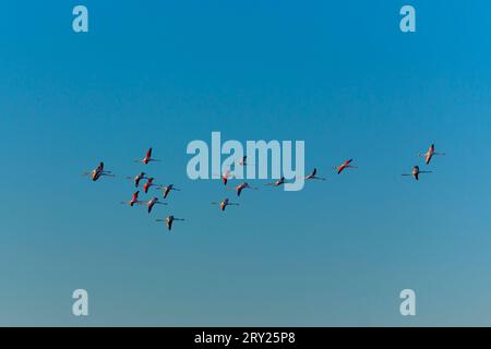 Zuggänse, die bei Sonnenaufgang fliegen. Stockfoto