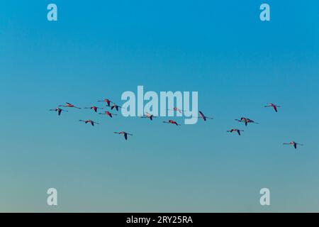 Zuggänse, die bei Sonnenaufgang fliegen. Stockfoto