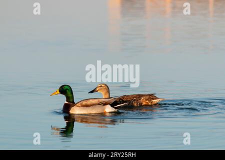 Gruppe anmutiger Schwäne, die am frühen Morgen auf einem See am Al Qudra Lake Dubai schwimmen. Stockfoto