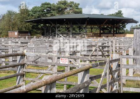 Beaulieu Road Pony Sale Yard, das von den Bürgern des New Forest National Park zum Verkauf von Ponys als Auktion genutzt wird, Hampshire, England, Vereinigtes Königreich Stockfoto