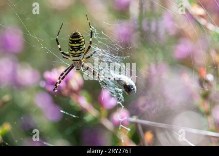 Wespenspinne (Argiope bruennichi), eine Art von Orbennetz-Spinnen mit schwarzen, gelben und weißen Streifen, Surrey, England, Großbritannien Stockfoto