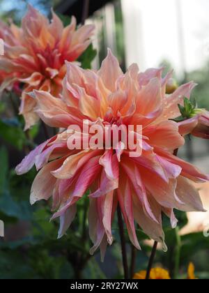 Nahaufnahme von leicht verwitterten Dahlien-„Labyrinth“-Blüten in einem britischen Garten nach Regen, die ihre rosa und orange gestreiften Blütenblätter zeigen Stockfoto