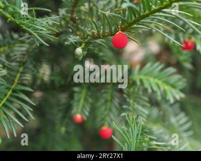 In einer Taxus baccata (Eibe) Hecke (Nadelbaum) zeigt eine Nahaufnahme von immergrünen Nadeln und giftigen roten Beeren (Aril) Stockfoto