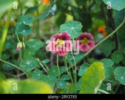 Tropaeolum minus (Nasturtium) „Marienkäfer-Rose“, die in einer Gartengrenze wächst, die von Kapuzinerkressblättern und anderem Laub umgeben ist Stockfoto
