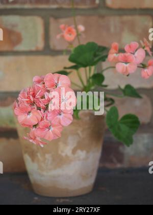 Nahaufnahme einer Lachsblume aus dem New Century in einem rustikalen Terrakotta-Topf vor einer alten Backsteinmauer im Landhausgarten-Stil Stockfoto