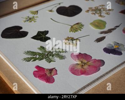 Nahaufnahme von zarten und farbenfrohen gepressten Blüten in einer großen Blumendruckpresse, getrocknet und haltbar gemacht für die Verwendung in botanischem und Gartenhandwerk Stockfoto