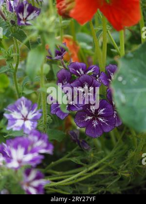 Phlox drummondii grandiflora „Zuckersterne“-Blüten, eingebettet in Laub in einem Schnittblumengarten mit einjährigen Beetpflanzen Stockfoto
