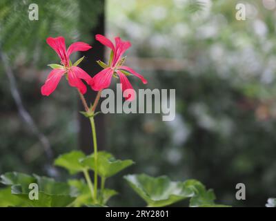 Nahaufnahme der Blume des Efeublättrigen pelargoniums „April Hamilton“, in dem es wächst. Britisches Gewächshaus im Sommer Stockfoto